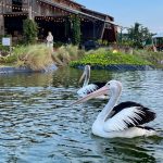 aviary_park_b