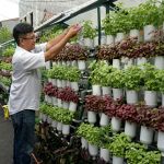 urban_gardening