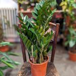 zz_plant